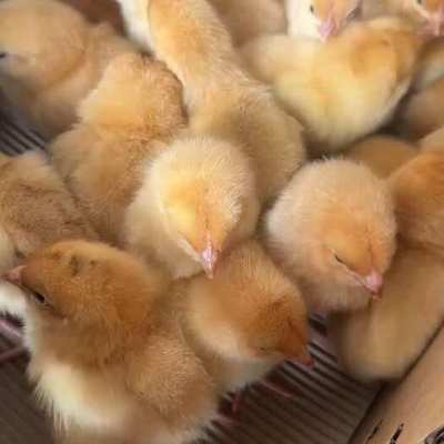3月14日肉雞及苗雞市場行情評述 苗雞供應(yīng)偏緊，價(jià)格穩(wěn)中有升